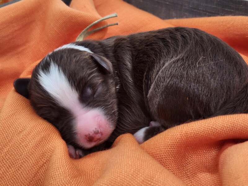 2c9c68df-e500-4422-9ba1-e3d934589365