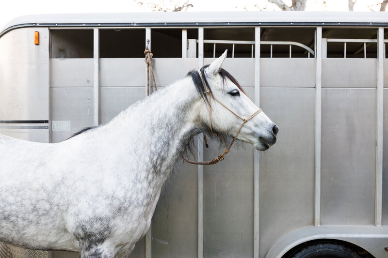 Arabian photographed for Asayl Communications equestrian marketing campaign.