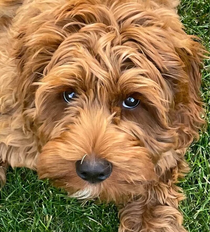 Labradoodle puppy giving puppy eyes outside