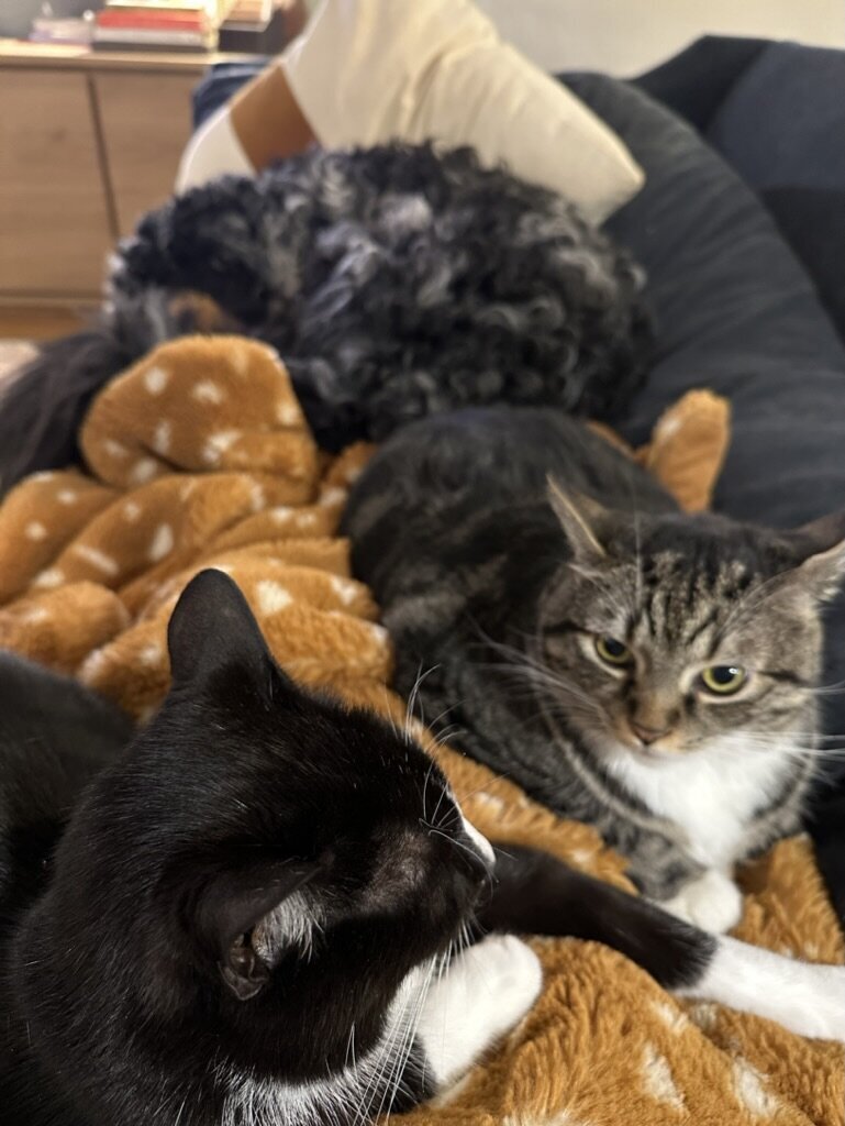 228F9537-68BD-40A4-96B1-E0408632B231_1_105_c