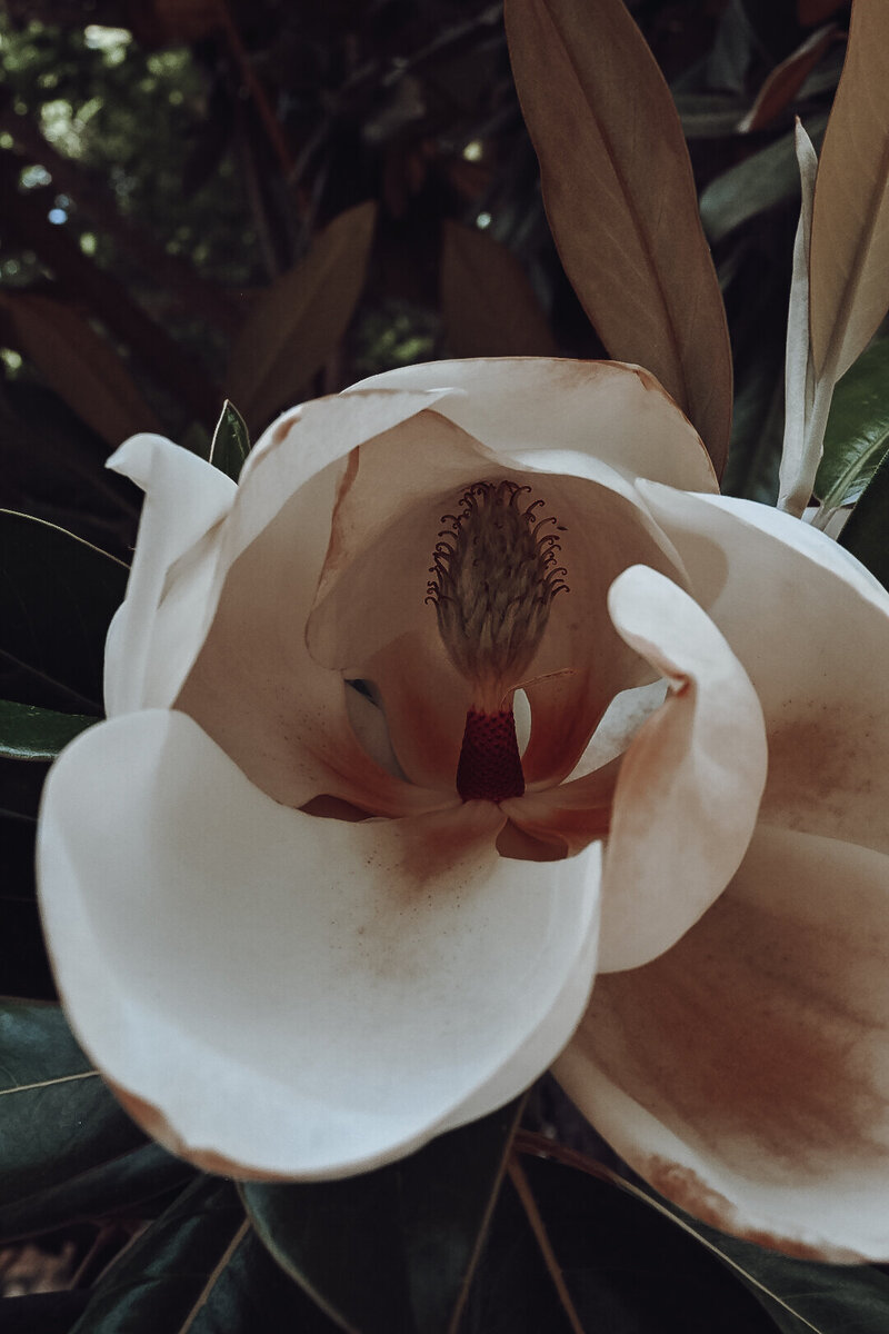 Jillian Hassard is an eco-somatic coach and creative entrepreneur inspiring cultural change through the alchemy of body wisdom and ethical business.