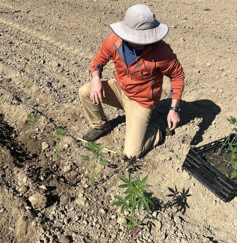 Man planting young cannabis plants in the soil