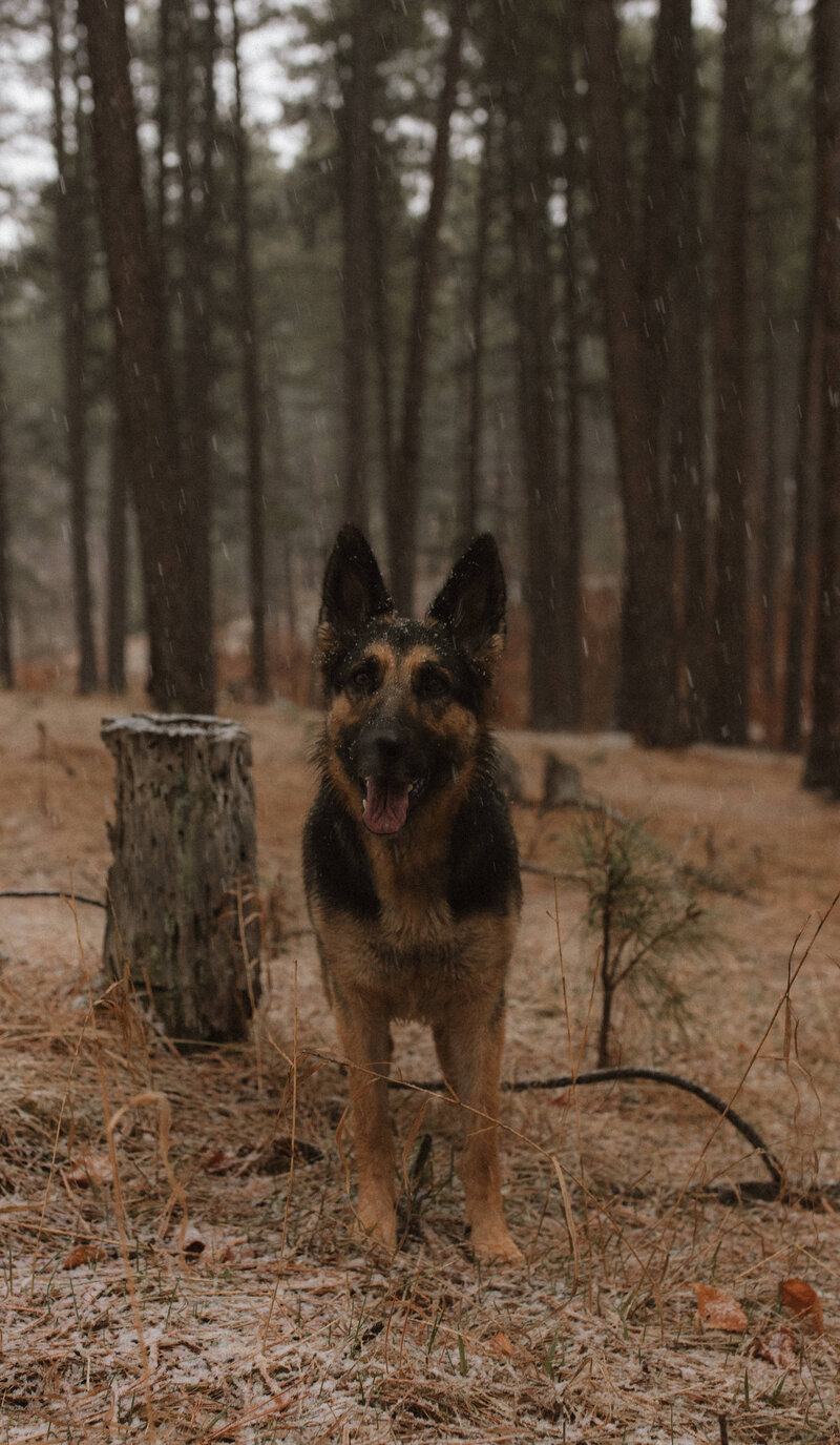 Residential & Commercial Tree Care, Black Hills, SD