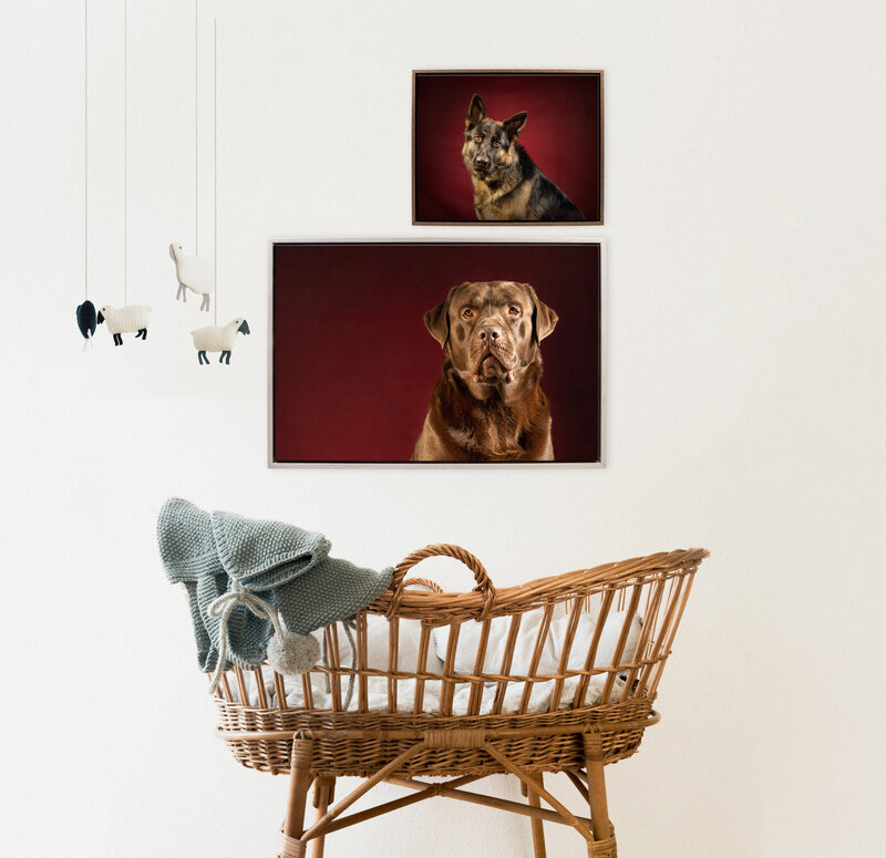 Two Canvas Tray Frame wall art pieces with dog studio portraits hanging over a baby's cot