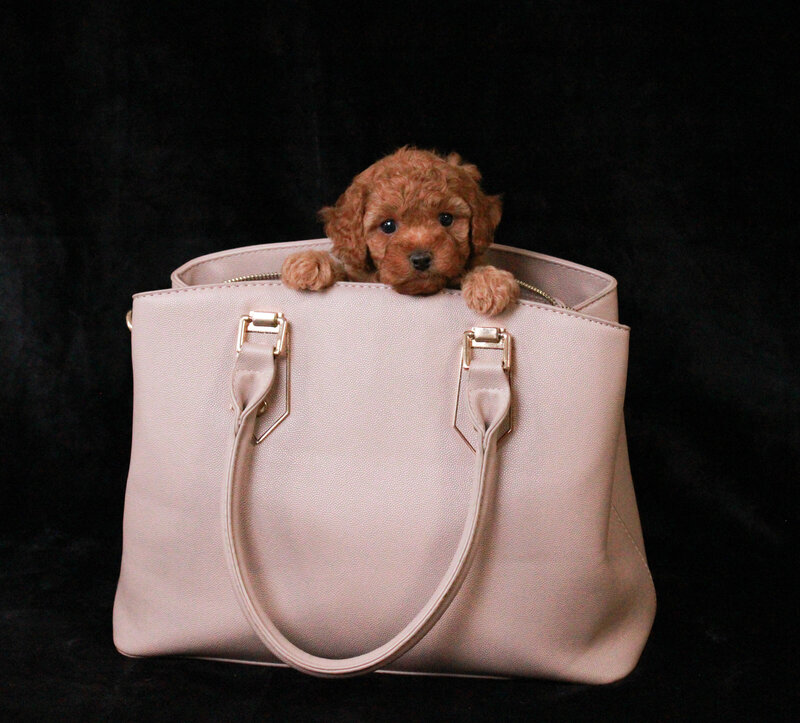 Junipuff 5 weeks