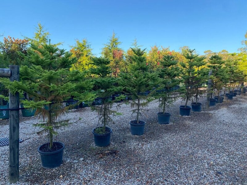 Mature ARAUCARIA HETEROPHYLLA - Norfolk Island Pine - Go Green Nurseries - Sydney Plant Nursery