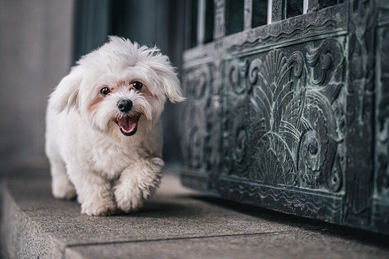 maltese dog portrait walking with a happy face in front of an iron gate