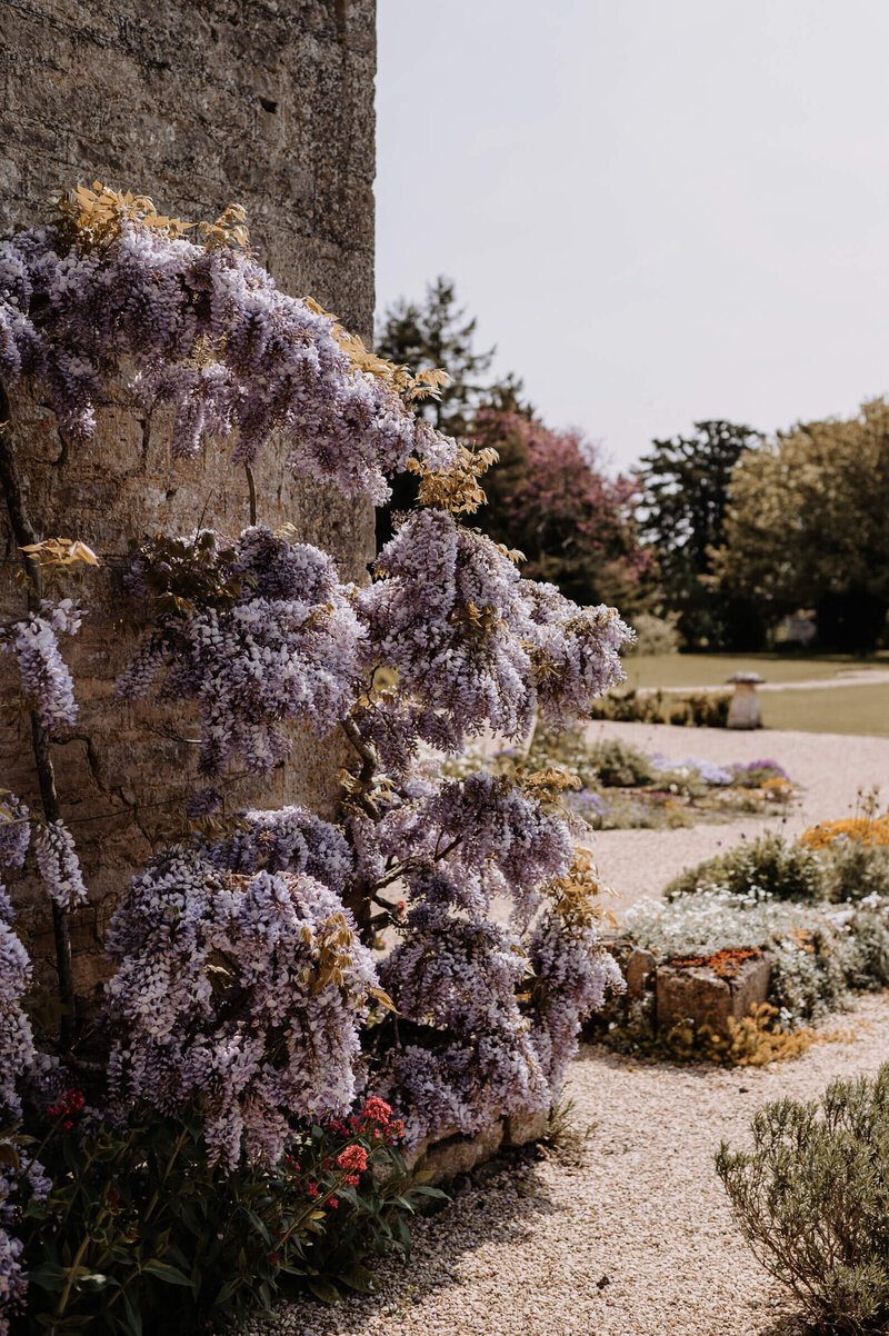 Wisteria in full bloom in the sunny gardens at Caswell House