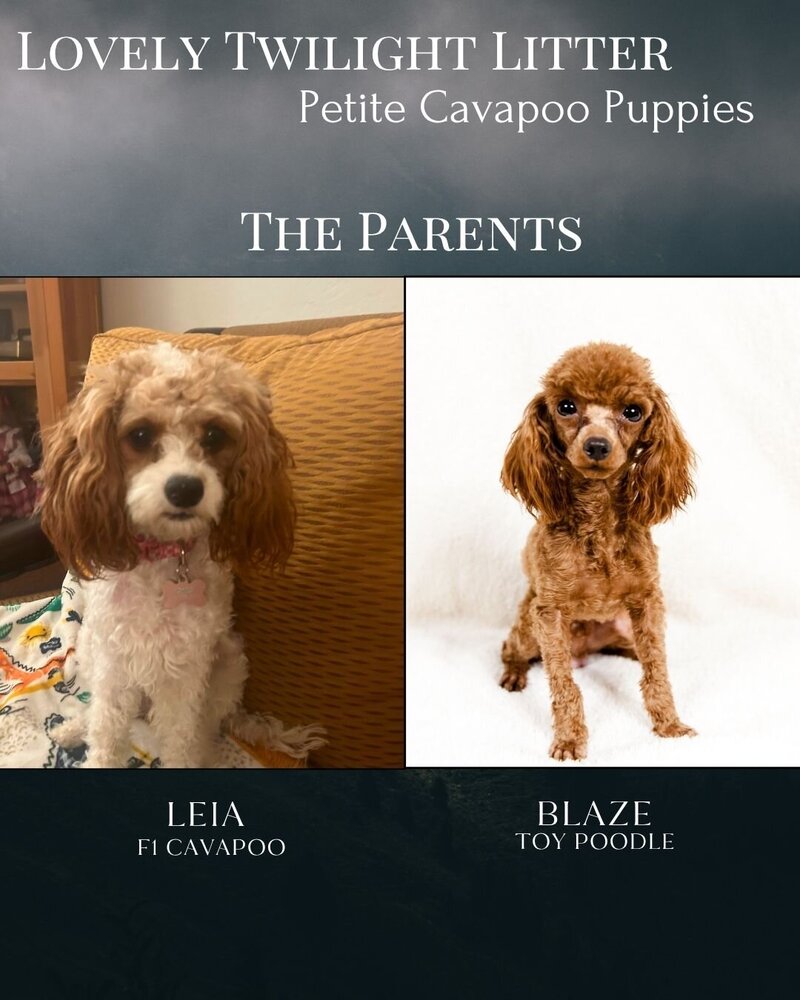 Twilight - The Parents