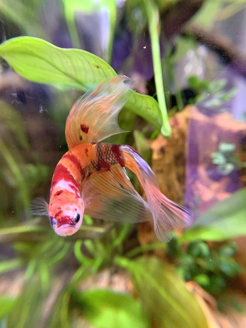 edwin the betta fish after he was in a happy home