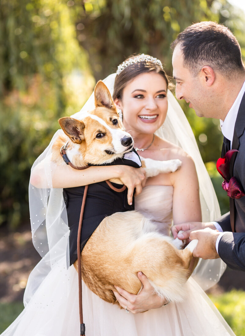 Turf Valley Wedding, Dogs in wedding, Corgi smiles at the camera, Kimberly Dean Photos