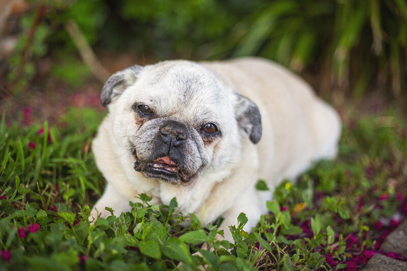 pet photography, pet owner, tampa photography, tampa florida, st petersburg florida, photographer, photography, pets, pets and people, pet photographer, tampa pet photography, tampa pet photographer, animals, photos, lifestyle pet photography, lifestyle photography, dog, dogs, dog photography, dog owner, dog photographer, puppy, pup, outdoor pet session, outdoor photography, pets outdoors, pitbull, backyard dog