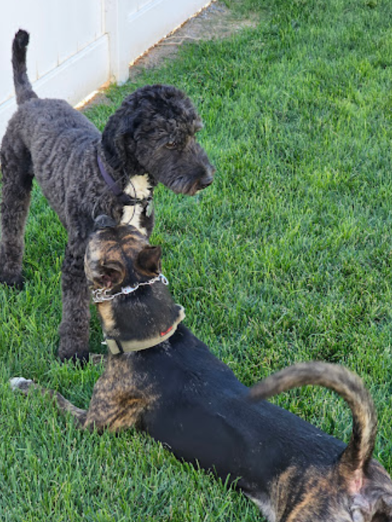 eric-young-k9-behavior-solutions-dog-interactions