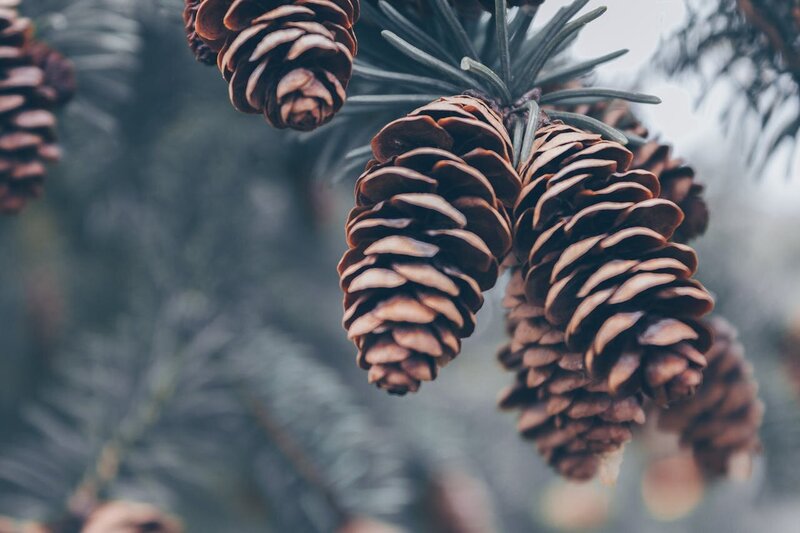pexels-joshsorenson-976842