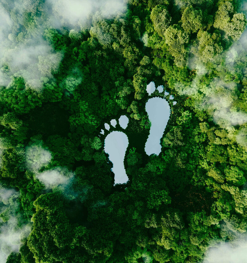 carbon footprint in forest