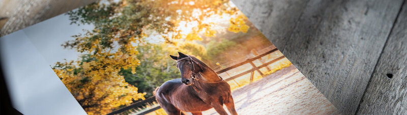 golden hour senior horse session in boerne, texas equine photographer