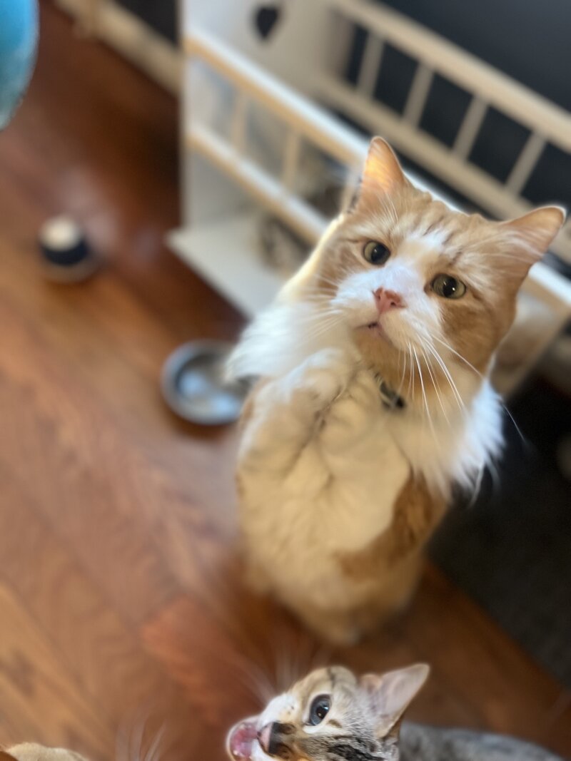Floof kitty