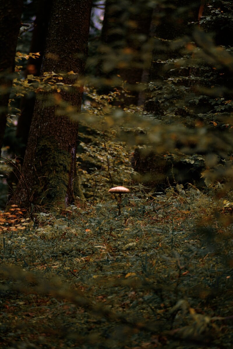 dark green grasses and plants with one mushroom popping out in the middle of the picture.