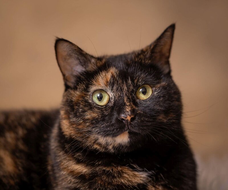 lilla-bordas-portraits-tampa-CAT-photographer1192