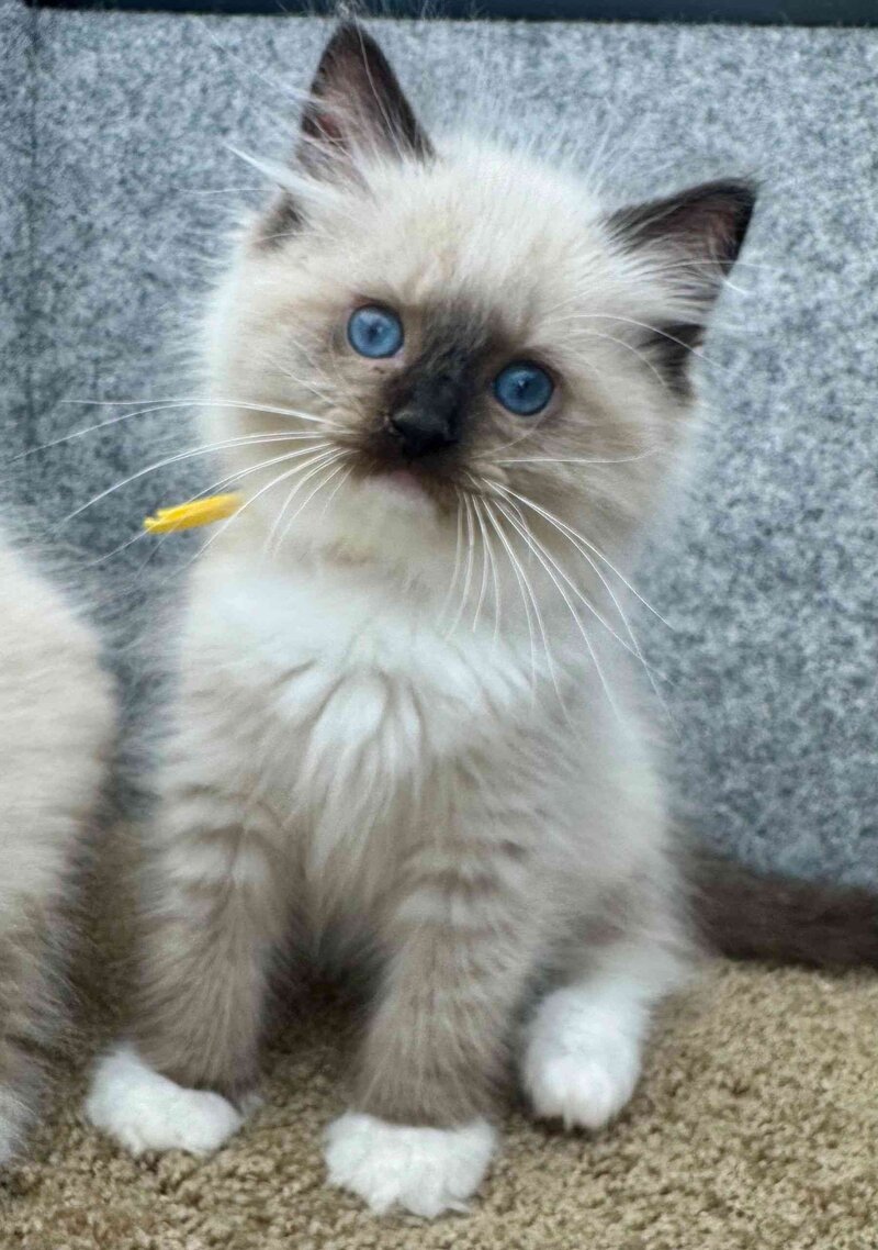 Sweet Peach Ragdolls | Ragdolls for Sale in Georgia