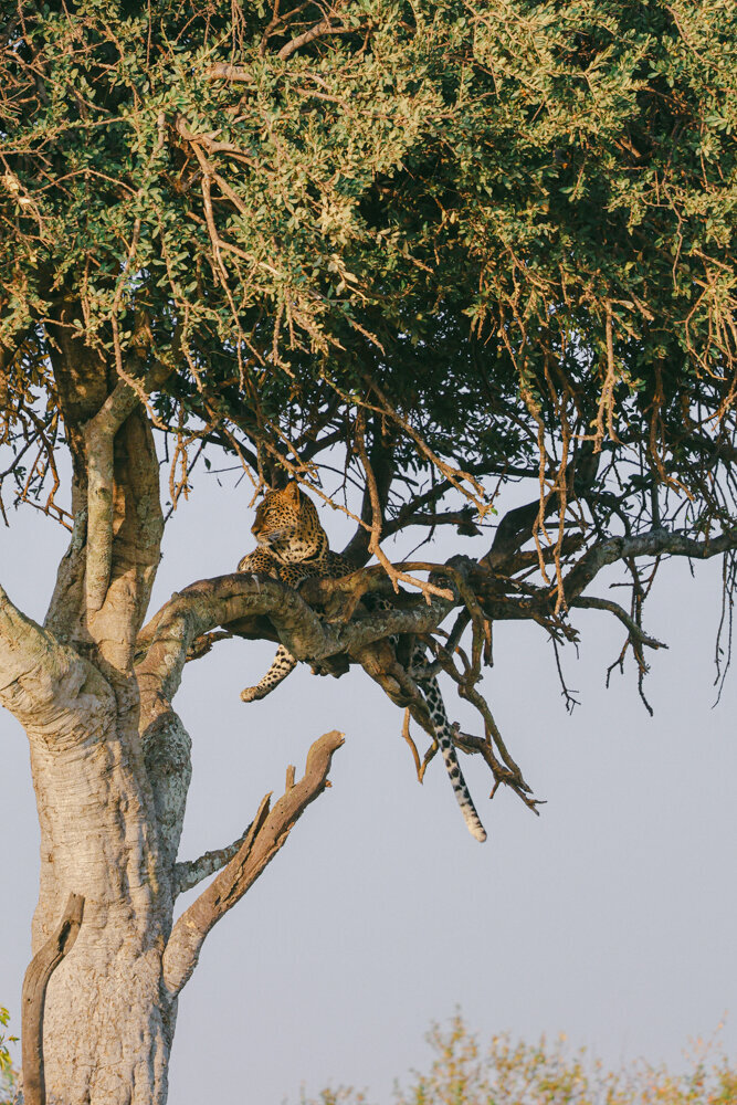 safariedited-228