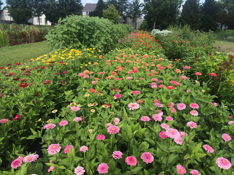 Sweet-Peas-Flower-Farm-Indiana-28