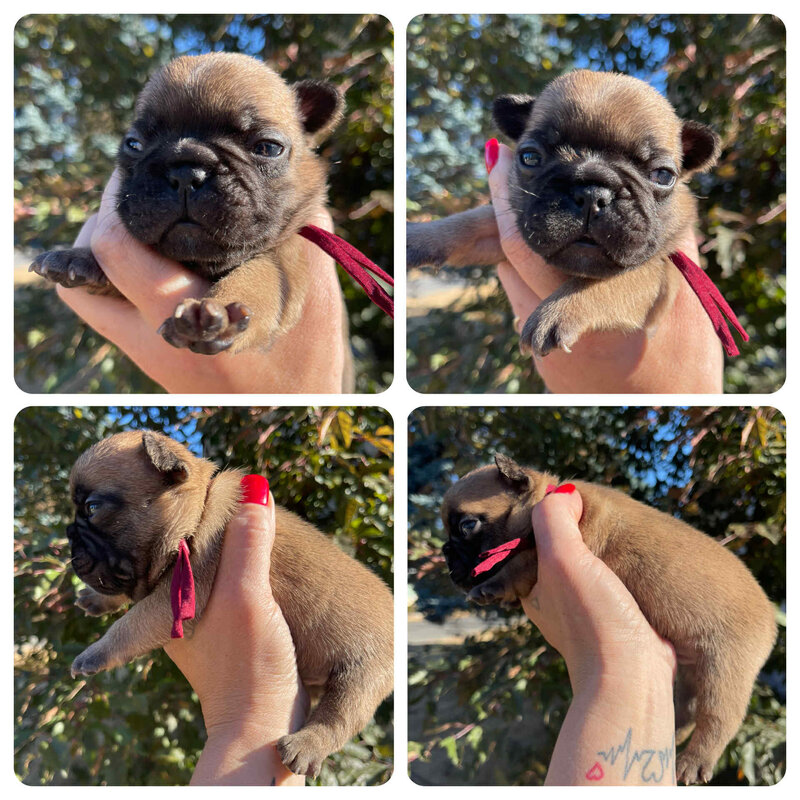 Portrait photos of french bulldog puppy with red collar and brown snout