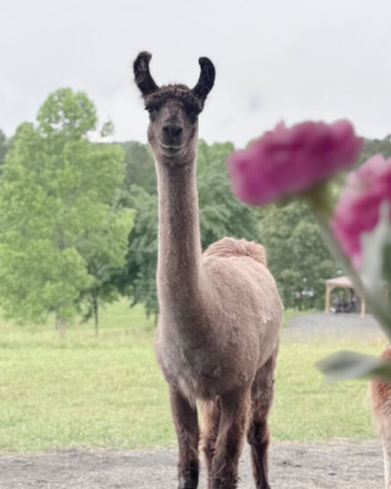 brinkley llama