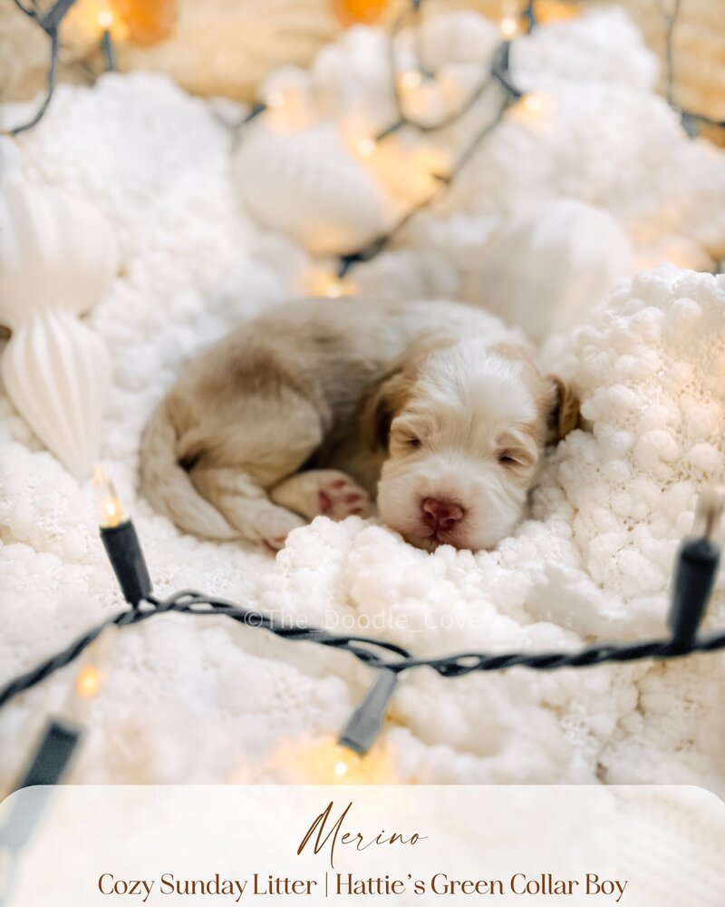 Cozy Sunday litter.zip - Pilsner (2)