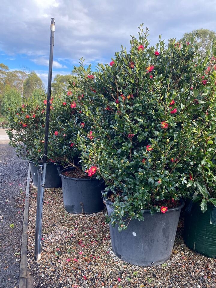 Camellia sasanqua Yuletide - Mature Hedges & Screens Sydney