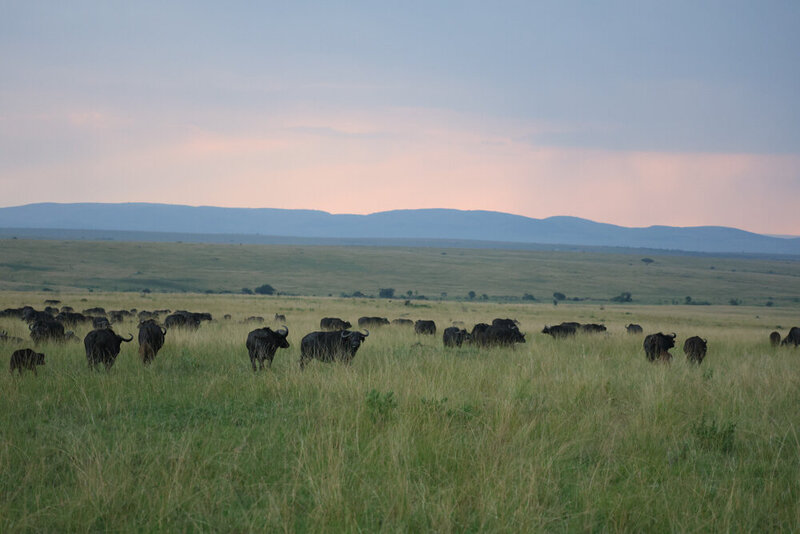 safariedited-005
