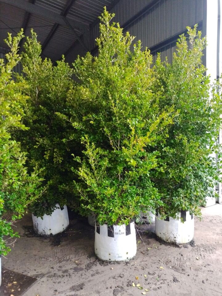 SYZYGIUM AUSTRALE RESILIENCE - Lilly Pilly