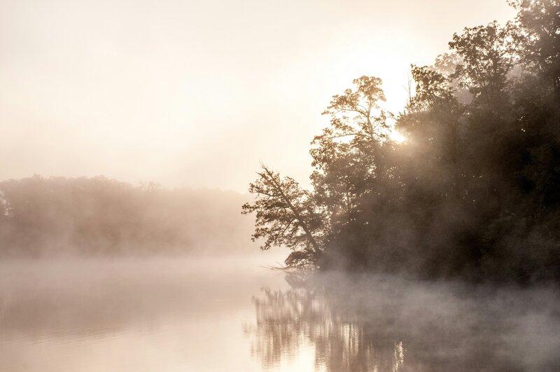 Calming trees