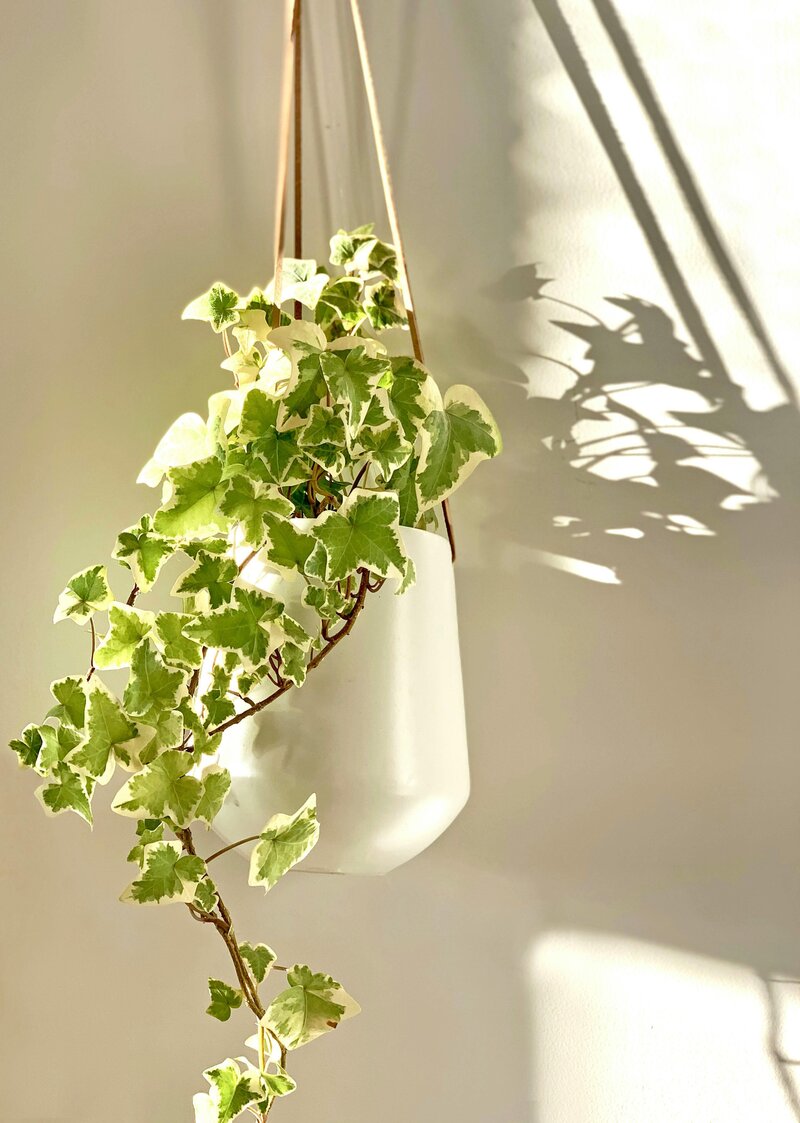 Hanging ivy plant in sunlight symbolizing growth and healing, featured on Ellipsis Mental Health site for counseling in Twin Cities, MN.