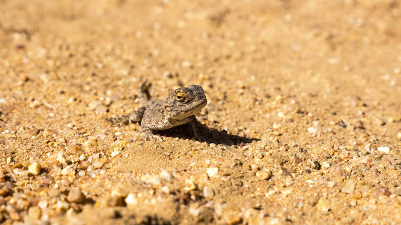 This little guy was no larger than the size of a quarter but he was BIG company while changing a slat tire in the middle-of-nowhere Namibia with Omujeve Safaris and Raven 6 Studios