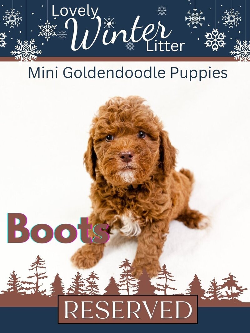 Winter - Brown Boots Male