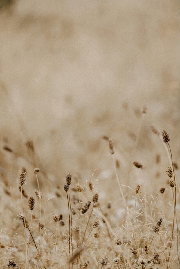 Wild flowers
