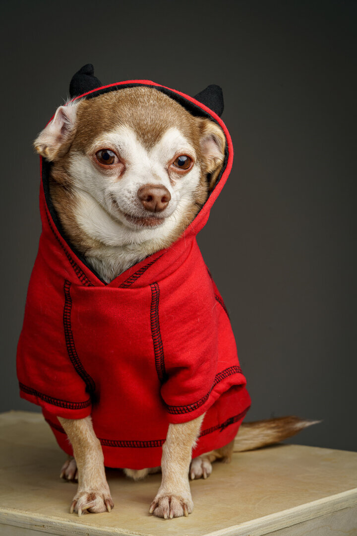 Cheech the dog wearing a red hoodie — portrait by Alex Kaplan Photography, New Jersey