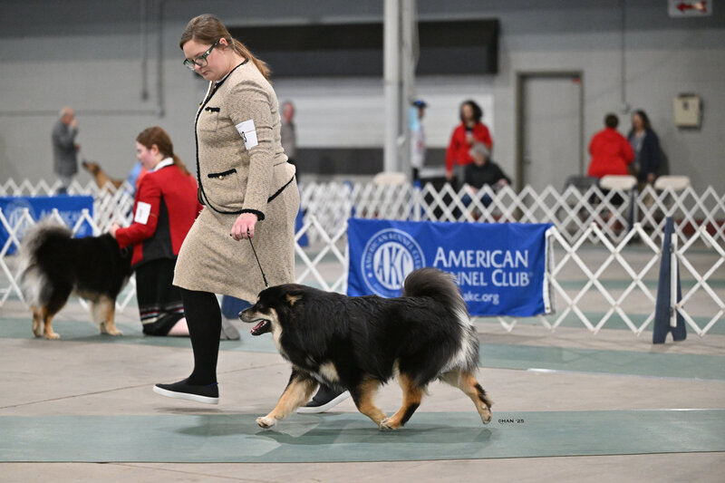 Lapphund Albertson2