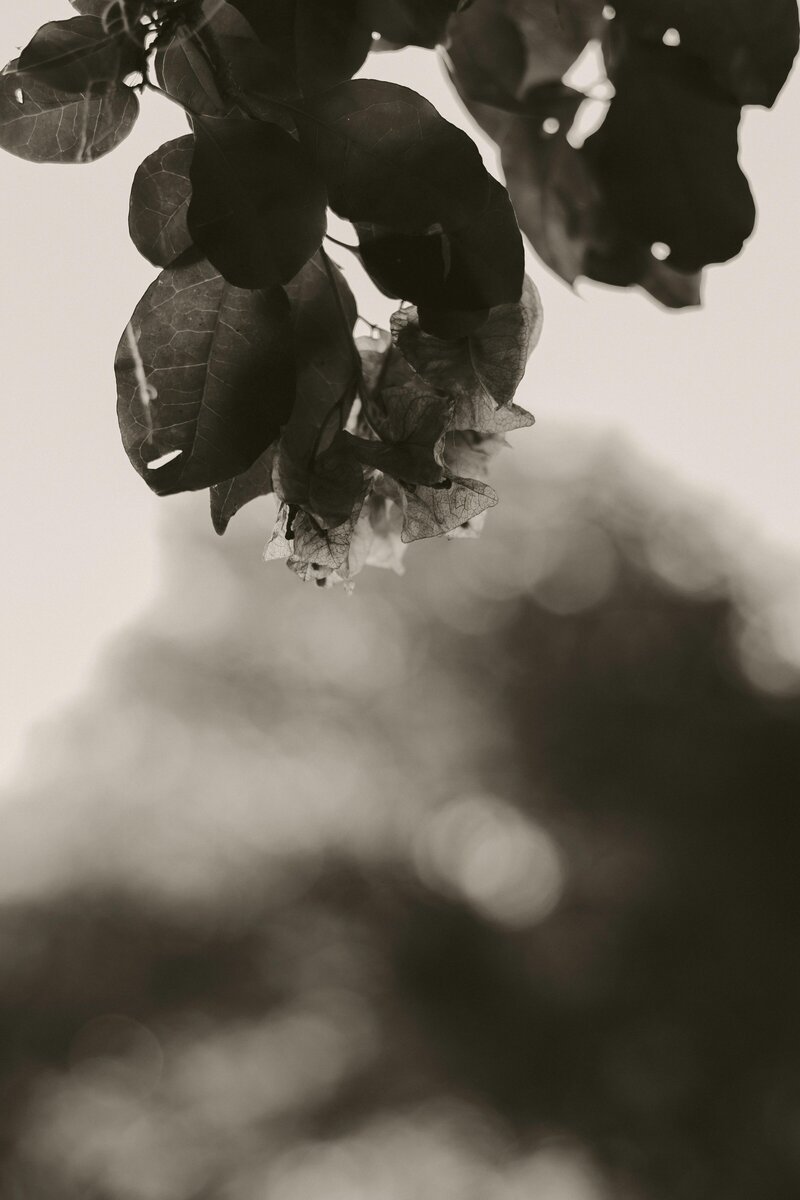 Black and white moody photo of leaves