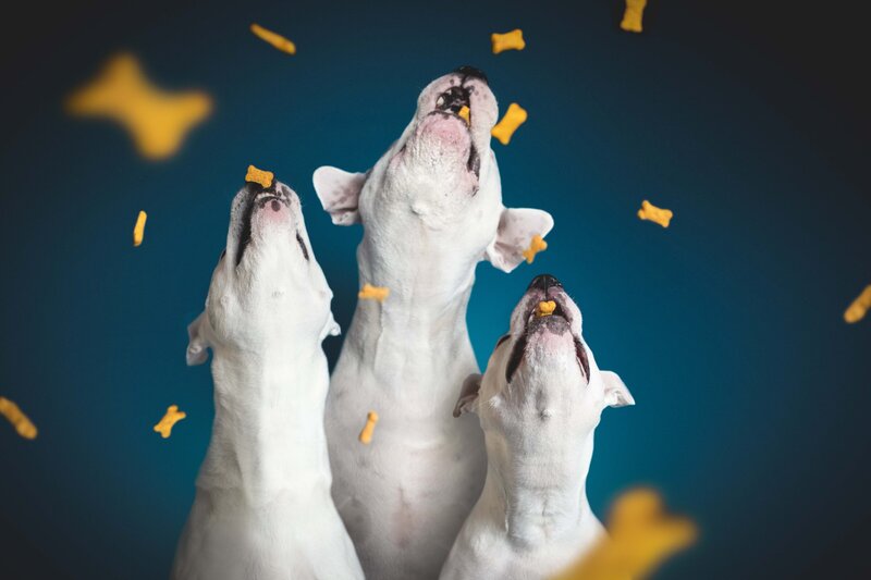 pet photography idea examples
