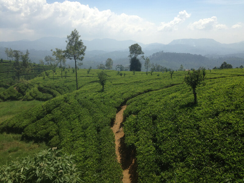 Sri Lanka theevelden vanuit de trein_1