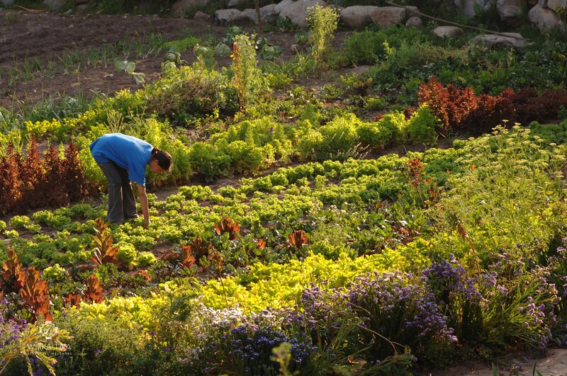 Wilka Tika vegetable gardens