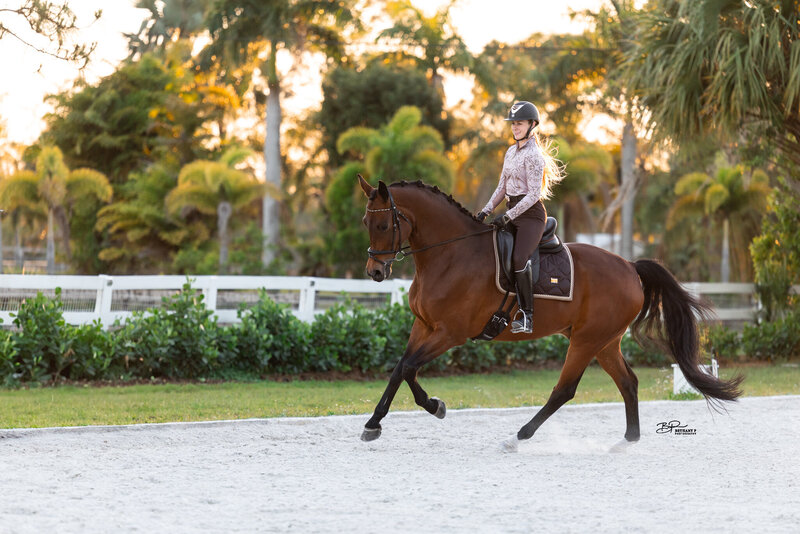 best online dressage training with free educational content for riders