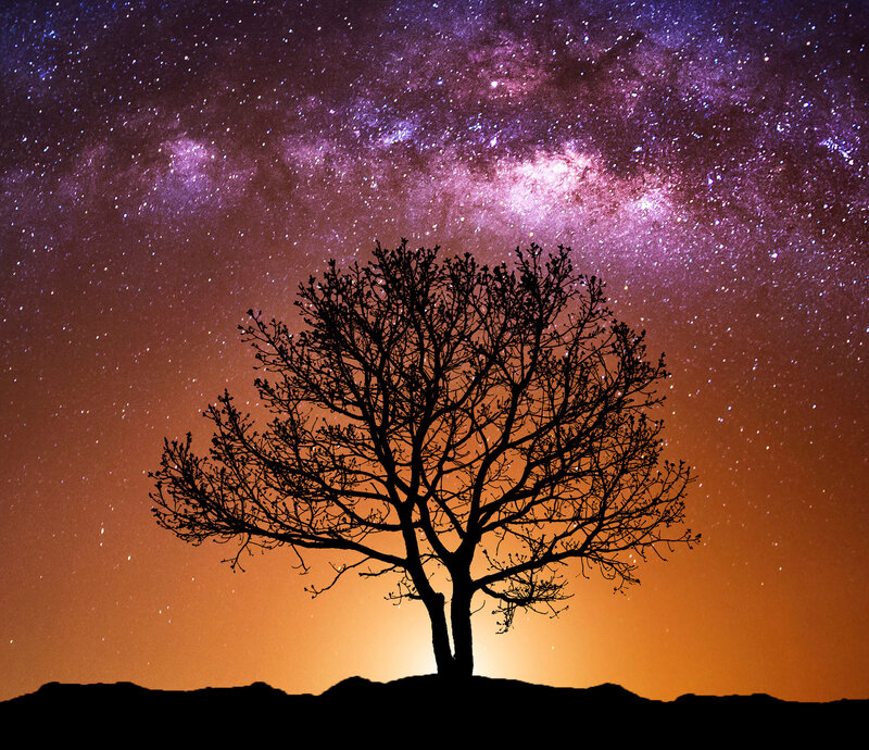 AdobeStock_164870041 tree 2cropped