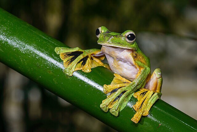 frog9