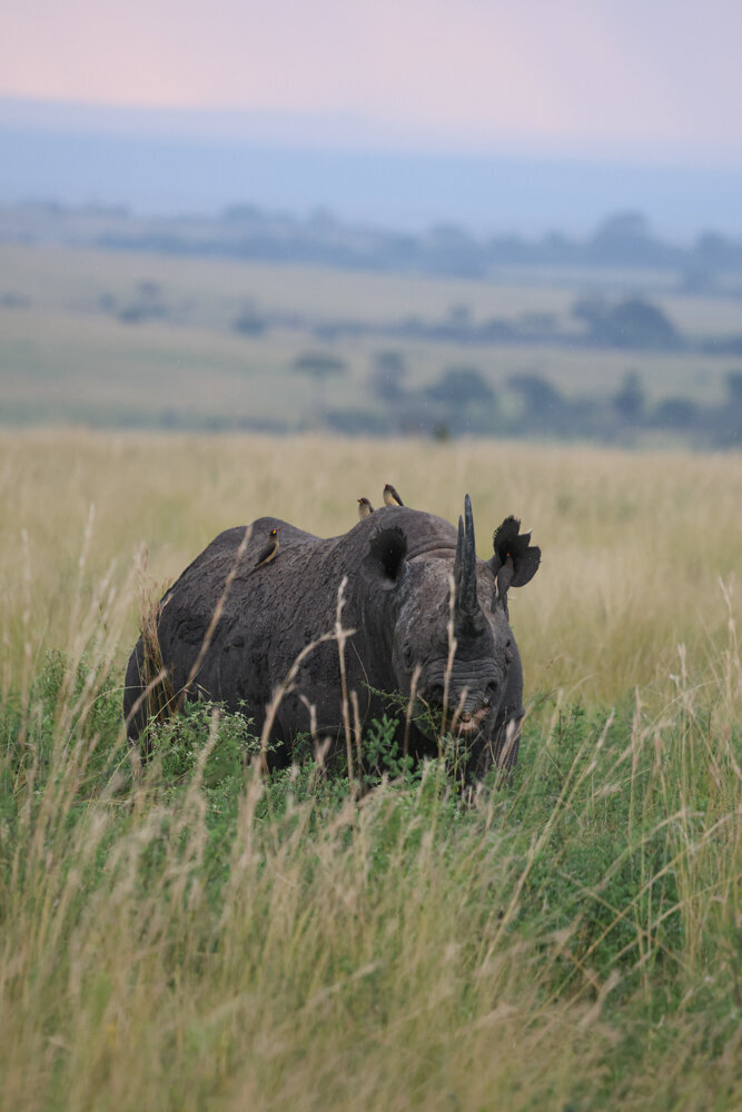 safariedited-011