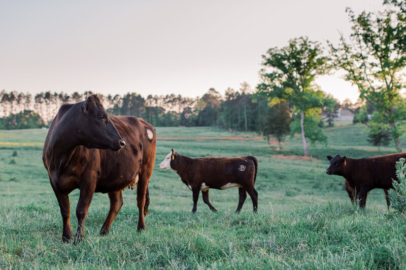Jersey, black angus, and black baldie livestock stand under a tree in an open Georgia pasture  at Callidora Farms