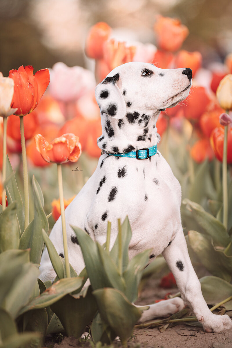 Hondenfotografie tussen de tulpen