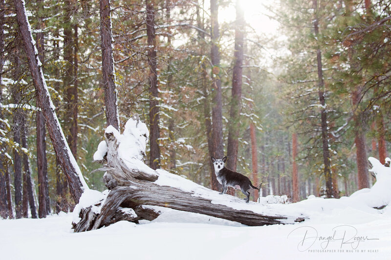 dog in front of snowy forest